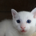 イケメンの白子猫ちゃん