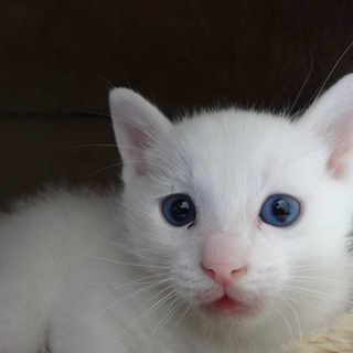 イケメンの白子猫ちゃん