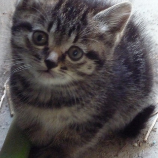 生後2か月の子猫ちゃん、美猫です！