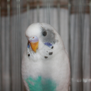 インコ【里親さま決定しました】