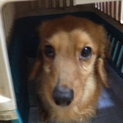 至急 優しい飼い主さんを探しています。