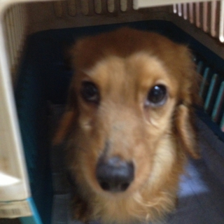 至急 優しい飼い主さんを探しています。