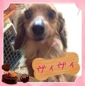 至急 優しい飼い主さんを探しています。