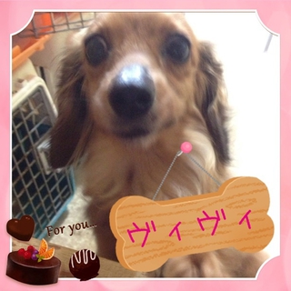 至急 優しい飼い主さんを探しています。