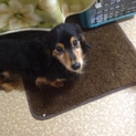 至急 優しい飼い主さんを探しています。