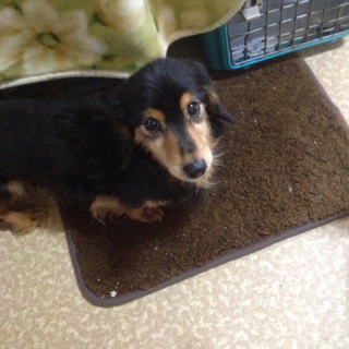 至急 優しい飼い主さんを探しています。