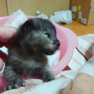 生後約２週間・さび・メス