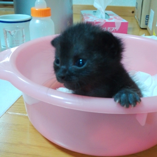 生後約２週間・黒・メス