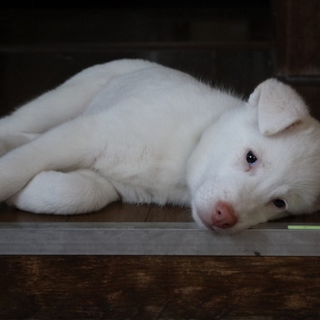 生後４５日で保護した山犬の子です