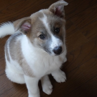 生後４５日で保護した山犬の子です