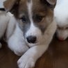 生後４５日で保護した山犬の子です サムネイル2