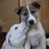 生後４５日で保護した山犬の子です サムネイル3