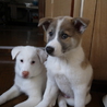 生後４５日で保護した山犬の子です サムネイル4