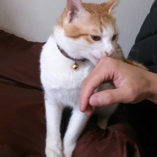 里親様が決定致しました！