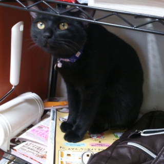 里親様が見つかりました(*^^)v