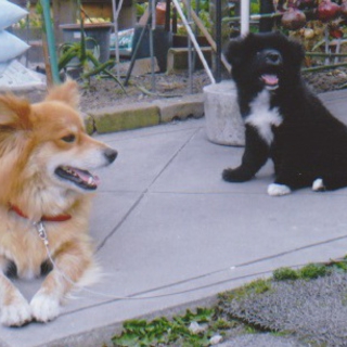 柴系ミックス仔犬　♀里親さん募集