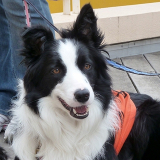 元気なボーダーコリー♂１歳１０ヶ月　家族決定！