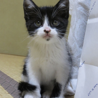 人懐こい子猫です