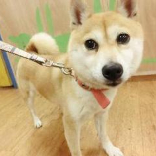大っきな目の小さい柴♀コマちゃん