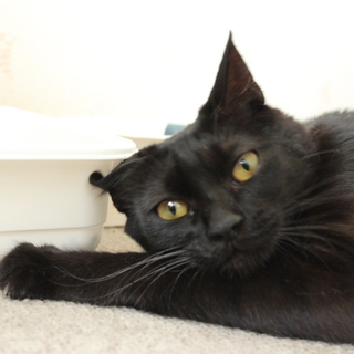 黒猫シナモン！