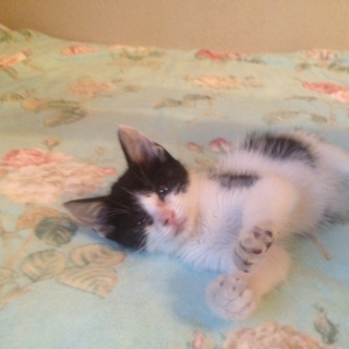 可愛い赤ちゃんネコ☆