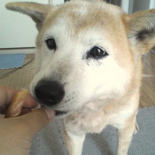 【ルビー　多頭飼育崩壊現場からの保護犬です】
