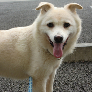 【リク　多頭飼育崩壊現場からの保護犬です】