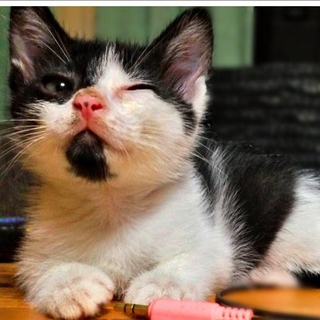 4匹、1ヶ月ちょいの子猫の里親募集
