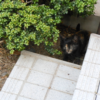 子猫の里親、募集します！