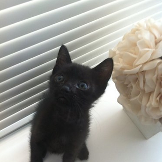 子猫　ライムくん　