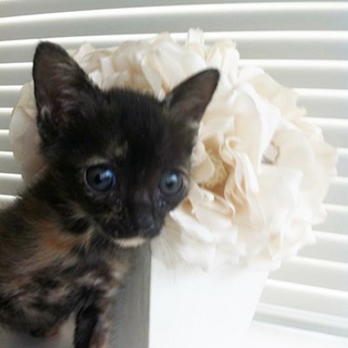 子猫のレモンちゃん
