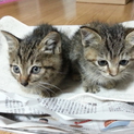 本当に可愛い子猫です。優しい里親様探しています
