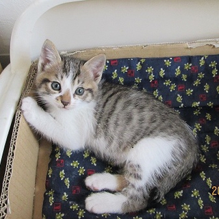 人馴れ抜群の子猫です