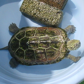 クサガメの里親になってくださるかたを募集します