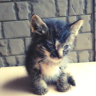 子猫の飼い主探しています
