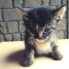 子猫の飼い主探しています サムネイル3