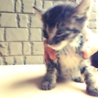 子猫の飼い主探しています サムネイル2