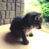 子猫の飼い主探しています サムネイル4