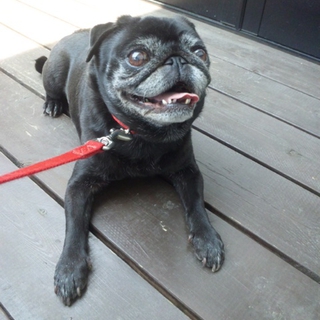 里親になって下さる方探しています！