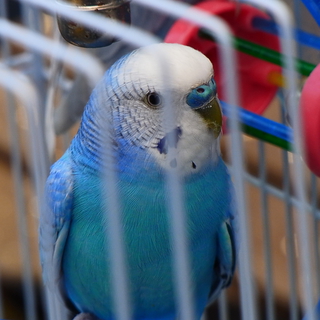 可愛いセキセイインコ２羽の里親募集。