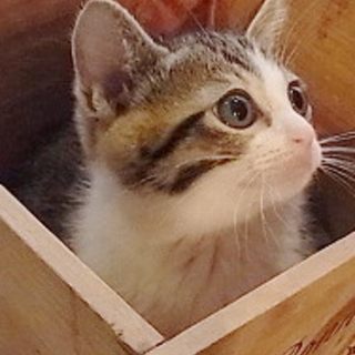 ただ今トライアル中　ありがとうございました