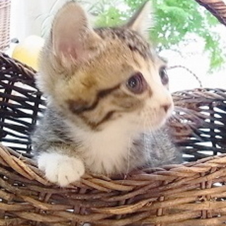 ただ今トライアル中　ありがとうございました
