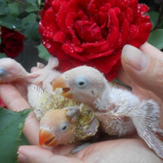 ボタンインコの雛