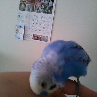 迷子インコさんの飼い主さんがみつかりました
