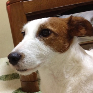 ひなた♀ちゃん