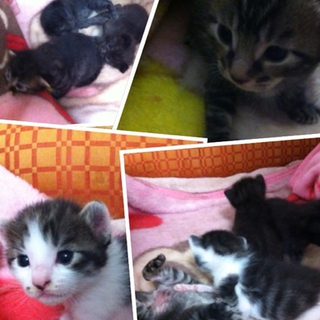 生後３週間の子猫です※雄と雌