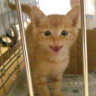 かわいい茶トラちゃんの里親さん募集！