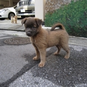 琉球犬・ミックス