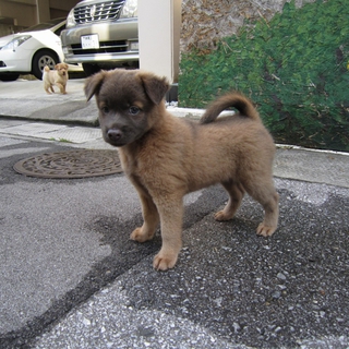 琉球犬・ミックス