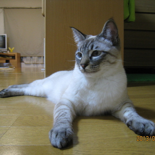 飼い主さん募集中です